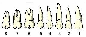 Voici les noms des dents contenues dans chaque cadran ou hémi-arcade