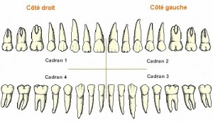Les maxillaires sont divisés en quatre cadrans