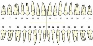 Les maxillaires sont divisés en quatre cadrans