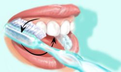 Pour le brossage des faces externes et internes des dents, la brosse doit être inclinée à 45° sur la jonction entre la gencive et la dent. Un mouvement de "rouleau" sera réalisé 2 à 3 fois par dent pour éjecter la plaque dentaire.