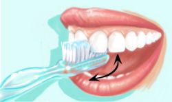 Pour plus de facilité au niveau de la face interne des dents de devant, la brosse sera placée verticalement et un mouvement réalisé en allant de la gencive vers la dent