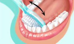 Pour plus de facilité au niveau de la face interne des dents de devant, la brosse sera placée verticalement et un mouvement réalisé en allant de la gencive vers la dent